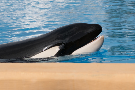 Orca whale , killer whale portraitの写真素材