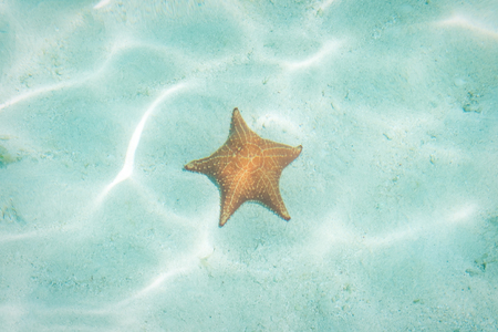 star fish underwater - sea star in water - summer vacation