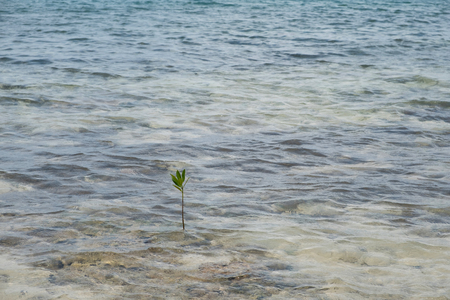 small mangrove branch growing in shallow ocean water -の写真素材