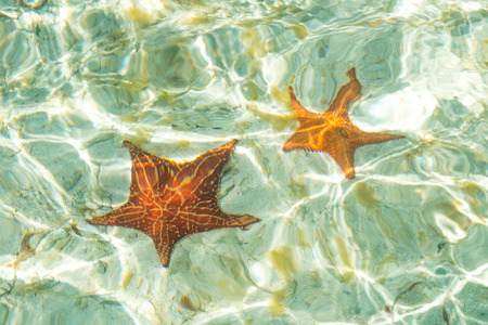 two sea stars in ocean - star fish underwater -