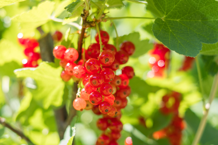 currant berries - currants bush in garden -の写真素材