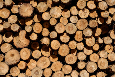 Closeup of logs of trees in nature - cutted logs