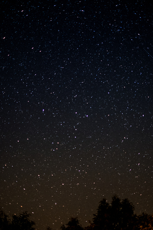 starlit sky at night  -  trees and stars  -