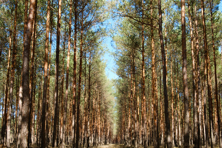 inside  pine tree forest - coniferous treesの写真素材