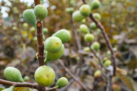 Figs on the branch of a fig treeの写真素材