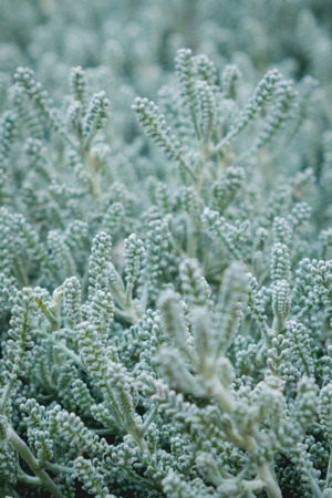 curry plant macro - Helichrysum italicum in herbal gardenの写真素材