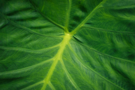 huge plant leaf closeup, tropical plants leaves macroの写真素材