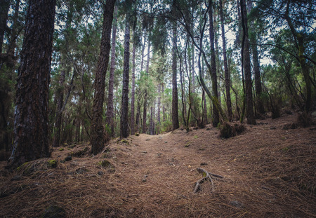 hiking path trough forest landscape -  walkway in wilderness -の写真素材