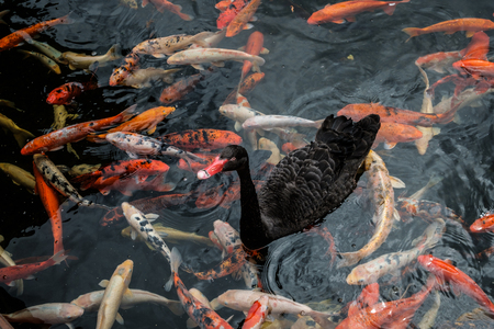 black duck swimming on pond with golden koi carp fishの写真素材