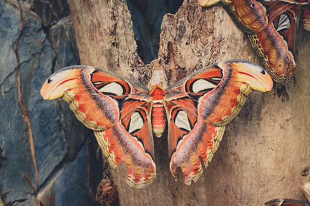 Atlas Butterfly - (Attacus Atlas), the biggest butterfly -の写真素材
