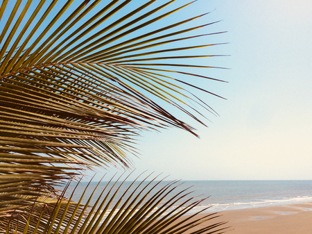 palm tree leaves,beach and ocean backgroundの写真素材