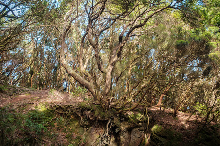 forest cross section, roots and laurel tree in forest