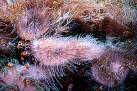clown fishes and anemone inside aquarium fish tankの写真素材