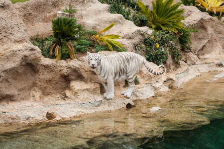 white tiger, bengal tiger - white bengal tigerの写真素材