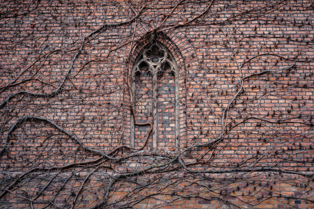 overgrown brick wall of church building  with former gothic window detail  -の写真素材