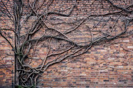 overgrown brick wall during winter - tree branches climbing on wallの写真素材