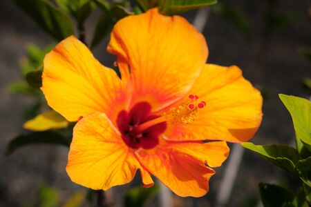 blooming orange hibiscus flower closeup -の写真素材