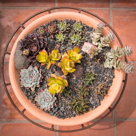 mixed mini succulent plants in pot - outdoor succulentsの写真素材