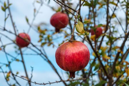 pomegranate apples on treeの写真素材