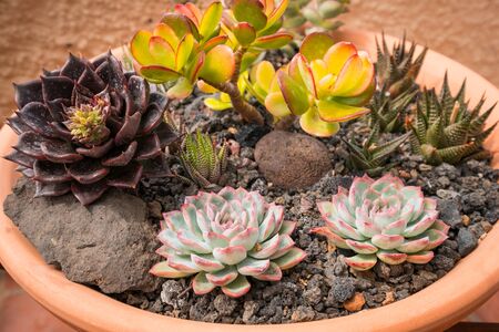 mixed mini succulent plants in pot - outdoor succulentsの写真素材