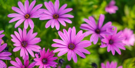 pink flowers - African daisies Osteospermum  in gardenの写真素材