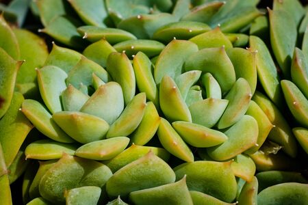 succulent plant closeup - plant pattern macro - succulents gardenの写真素材