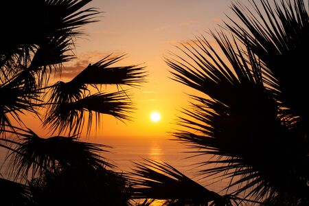 sunset sky over ocean water with palm treesの写真素材