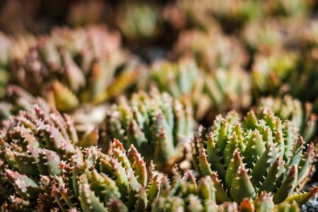 succulent plant closeup - plant pattern macro - succulents gardenの写真素材