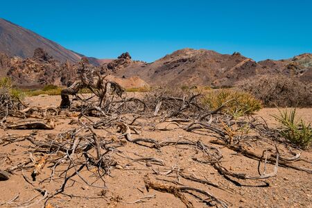 Dead tree and driep up vegetation in dry desert landscapeの写真素材