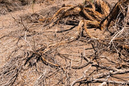 driep up plants, drought tree in desert landscapeの写真素材