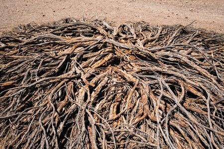 Driep up bush or dry tree in desert landscape - droughtの写真素材