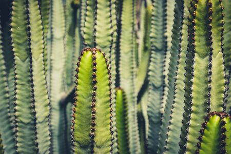 cactus plant closeup -  Euphorbia Ingens, cactus macro, Tenerife -の写真素材