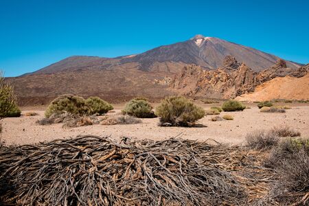 driep up vegetation or dead tree in desert landscape on Volcano Pico del Teide -