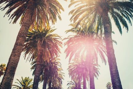 palm trees and sky - palm tree alley wayの写真素材