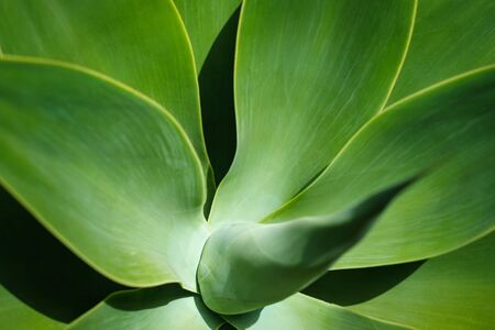 plant detail agave atteniata closeup - plant detail agave atteniata closeupの写真素材