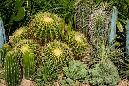 Cactus plant closeup in cacti gardenの写真素材