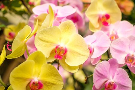 colorful orchid flower garden - orchid flowersの写真素材