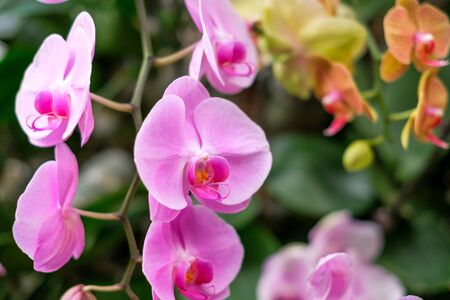 pink orchid flower garden - orchid flowersの写真素材