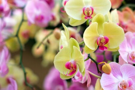 colorful orchid flower garden - orchid flowersの写真素材
