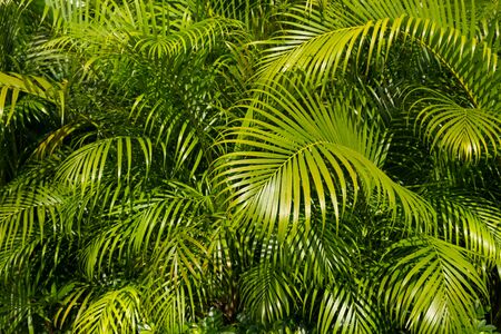 palm tree leaf background -palm leaves bush  -の写真素材