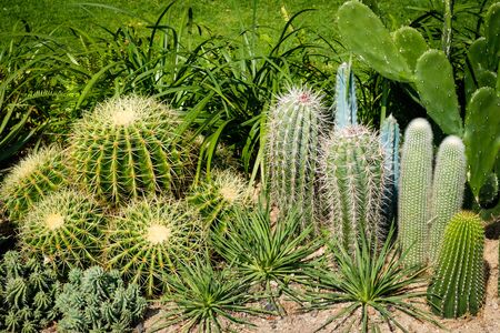Cactus garden, mixed little cacti outdoorの写真素材
