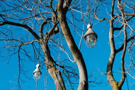 old lamps or vintage lantern hanging in tree -の写真素材