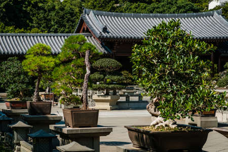 HongKong, China - November, 2019: Bonsai trees in Chinese Garden of the Chi Lin Nunnery, a Buddhist temple in Hong Kongのeditorial素材