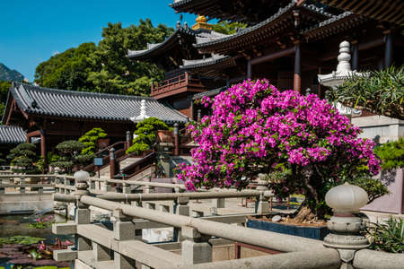 HongKong, China - November, 2019: Bonsai trees in Chinese Garden of the Chi Lin Nunnery, a Buddhist temple in Hong Kongのeditorial素材