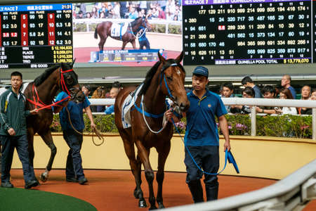 Hong Kong, November, 2019: People looking at race horse in Hong Kong Jockey Club, Happy Valley racing courseのeditorial素材