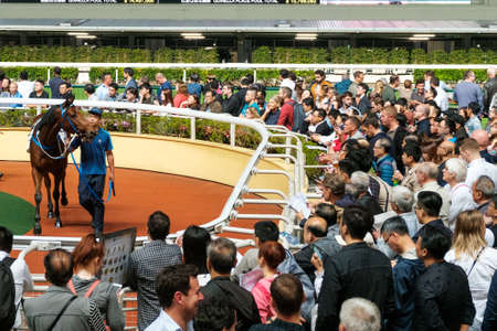 Hong Kong, November, 2019: People looking at race horse in Hong Kong Jockey Club, Happy Valley racing courseのeditorial素材