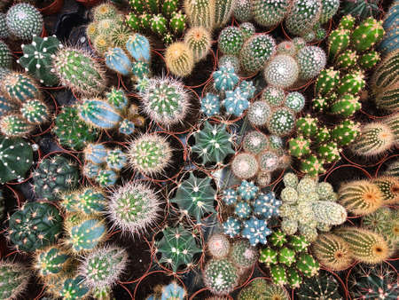 many cacti in plant store / miniature cactus plantsの写真素材