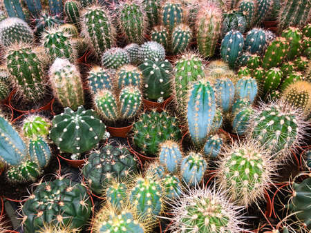 many small cactus plants - potted cacti plant collection -の写真素材