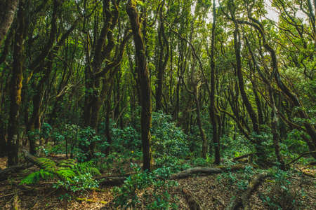 dark forest, laurel tree landscape,  Anaga Jungleの写真素材