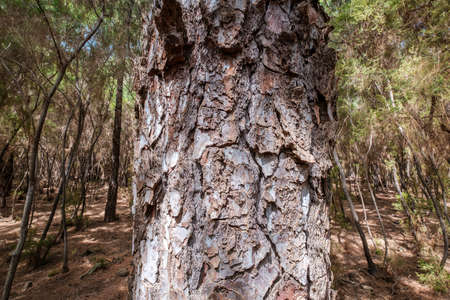 Pine tree bark closeup, tree trunk in forest close-upの写真素材
